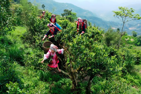 Hanoi tea culture